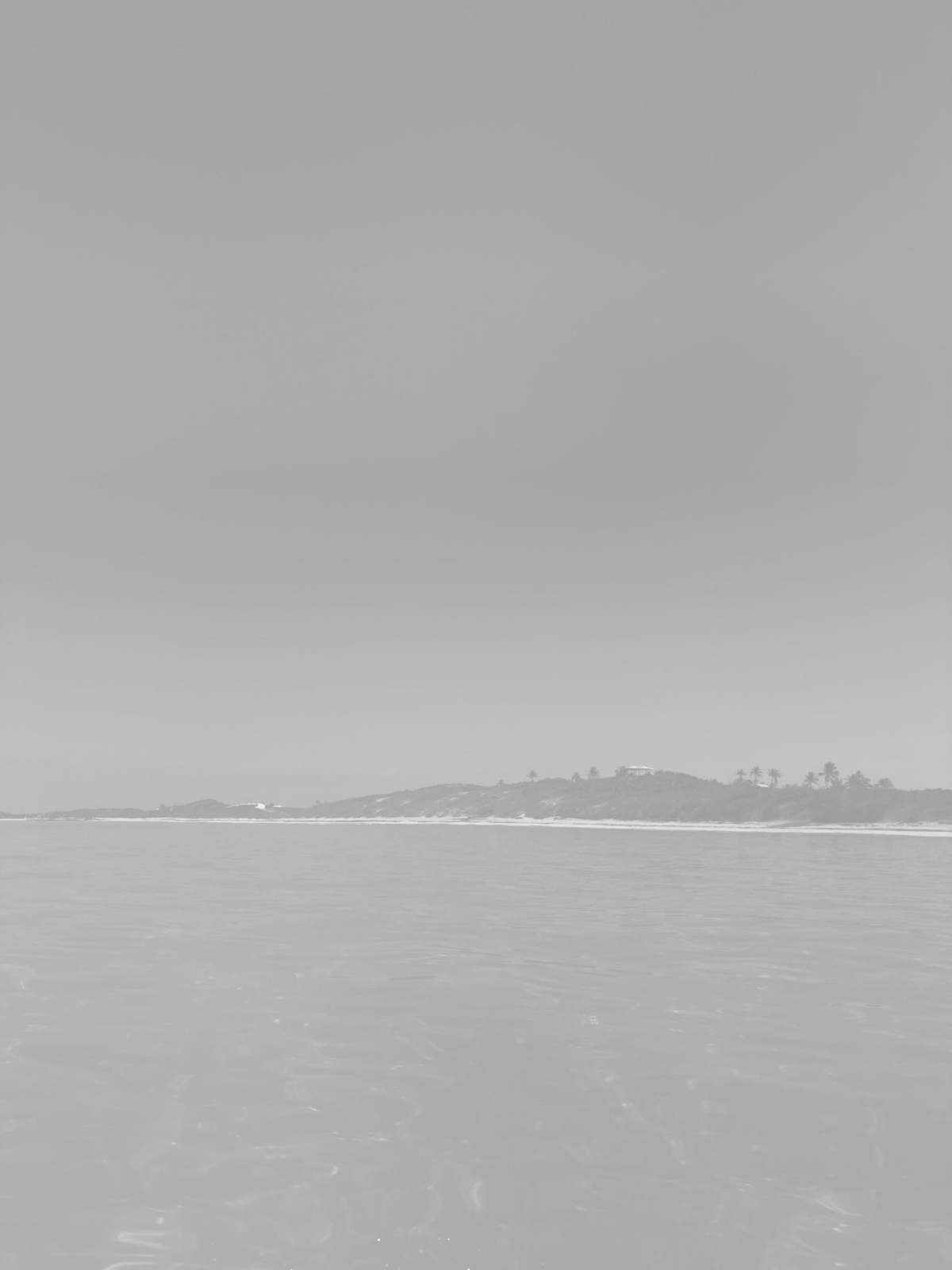 Palm shoreline