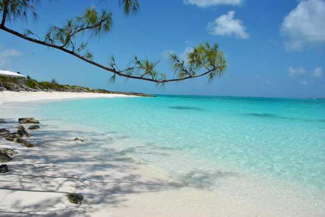 A casuarina branch stretches over white sand and clear shallow water.