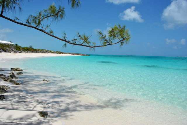 A casuarina branch stretches over white sand and clear shallow water.