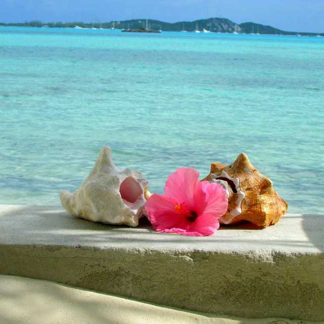 A pink hibiscus lies between two conch shells on a concrete ledge, with clear water beyond.