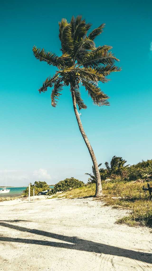 A single palm stands on white sand, with turquoise water behind it.